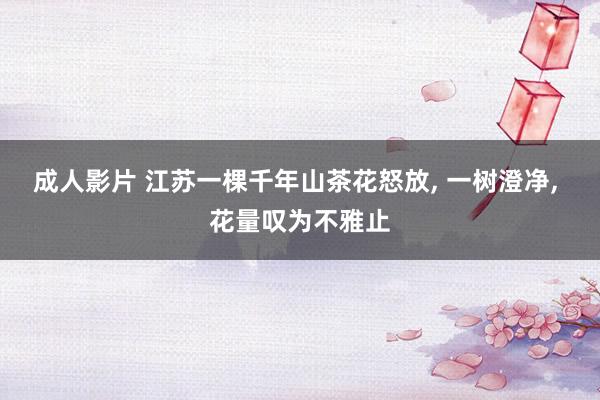 成人影片 江苏一棵千年山茶花怒放， 一树澄净， 花量叹为不雅止